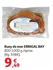 Errigal Bay - Buey De Mar