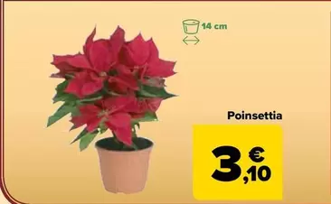 Poinsettia