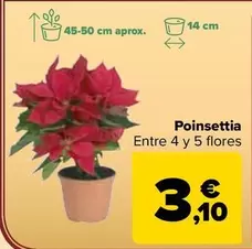 Poinsettia