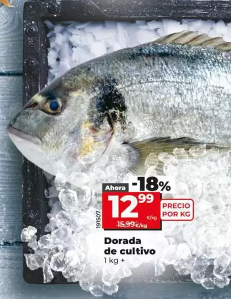 Dorada De Cultivo