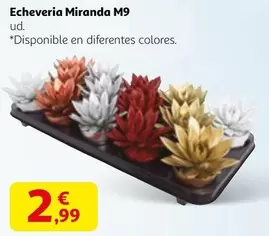 Echeveria Miranda M9