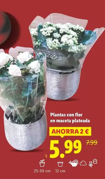 Plantas Con Flor En Maceta Plateada