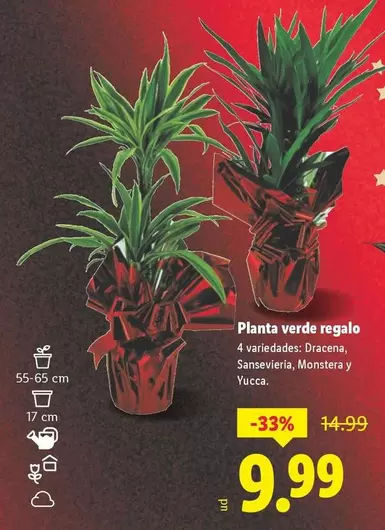 Planta Verde Regalo