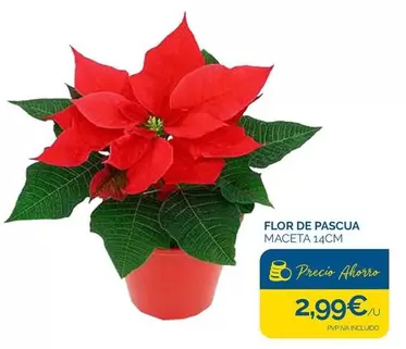 Flor -  De Pascua Maceta
