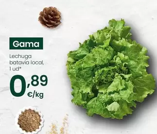 Lechuga Batavia Local