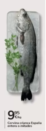 España - Corvina Criança Espana Entera O Mitades