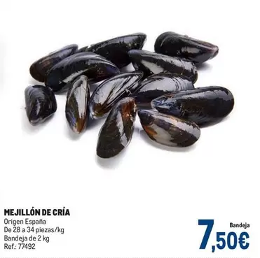 origen - Mejillon De Cría