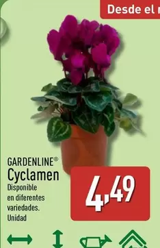 Gardenline - Cyclamen