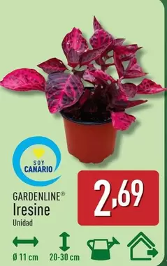 Gardenline - Iresine