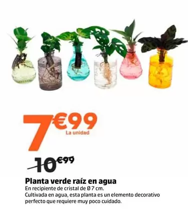 Planta Verde Raiz En Agua 