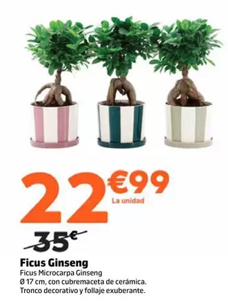 Ficus Ginseng 