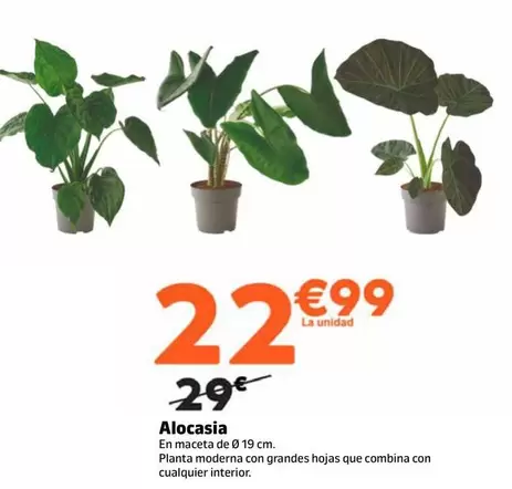 Alocasia