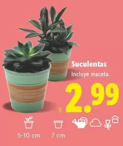 Suculentas