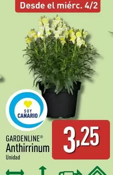 Gardenline - Anthirrinum 