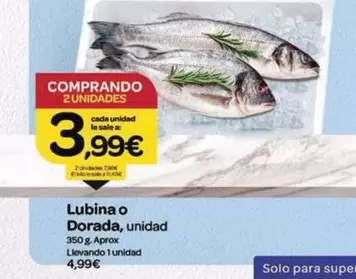 Lubina O Dorada
