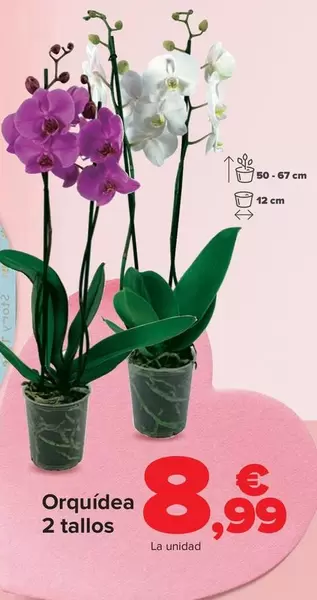Orquídea 2 Tallos