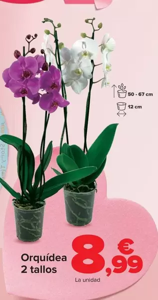 Orquídea 2 Tallos