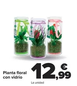 Planta Floral Con Vidrio