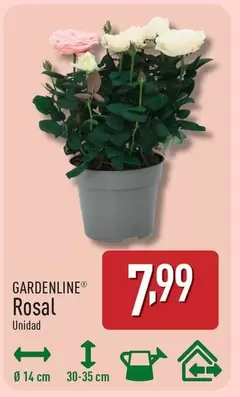 Gardenline - Rosal