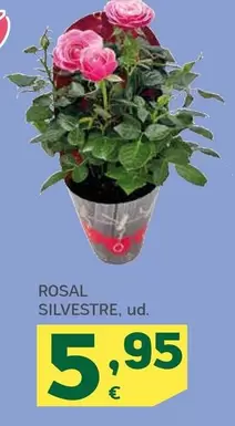 Rosal Silvestre