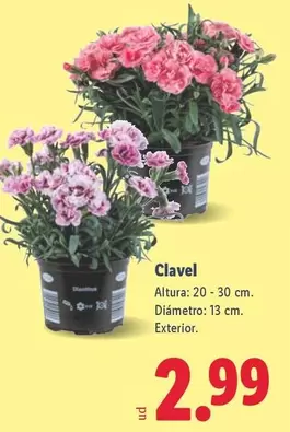 Clavel