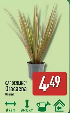 Gardenline - Dracaena