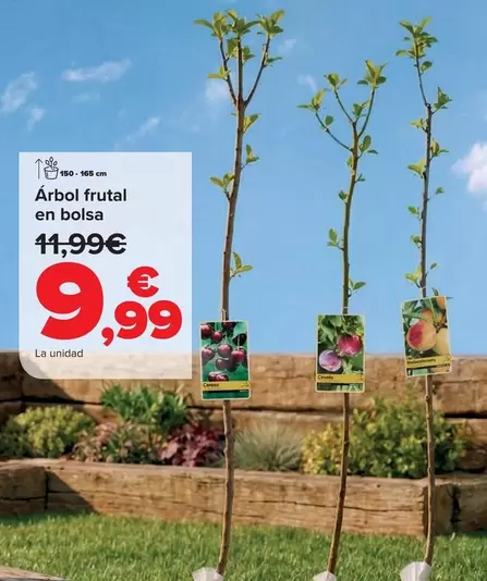 Arbol Frutal En Bolsa