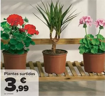 Plantas Surtidas