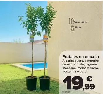 Frutales En Maceta