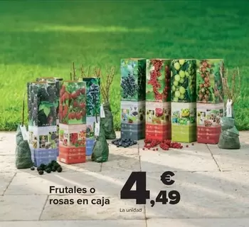 Frutales O Rosas En Caja