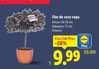 Flor De Cera Copa