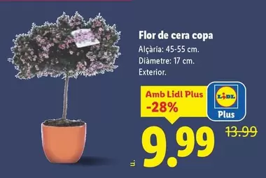 Flor De Cera Copa