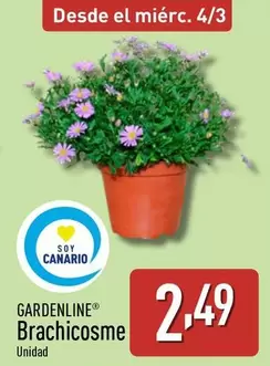 Gardenline - Brachicosme