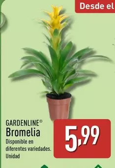 Gardenline - Bromelia