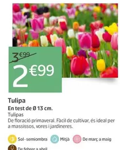 Tulipa