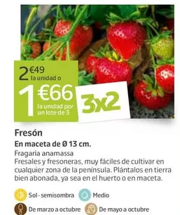 Maduixot En Test De 13 Cm