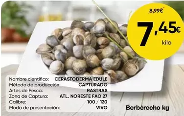 Vivó - Cerastoderma Edule