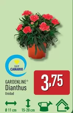 Gardenline - Dianthus