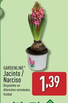 Gardenline - Jacinto / Narciso
