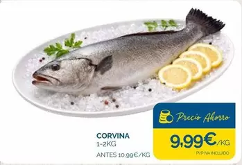 Corvina