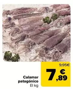 Calamar Patagónico