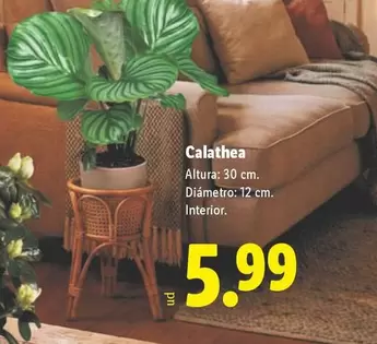 Calathea