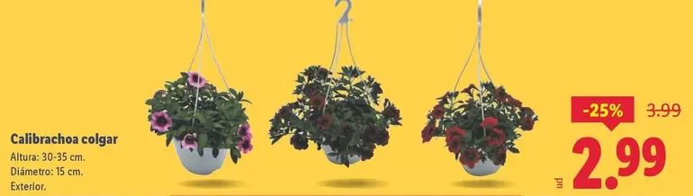 Calibrachoa Colgar 