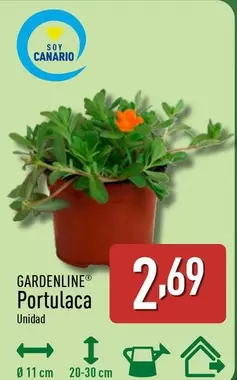 Gardenline - Portulaca