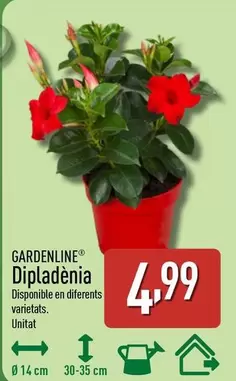 Gardenline - Dipladènia 