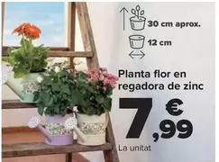 Planta Flor En Regadera De Zinc