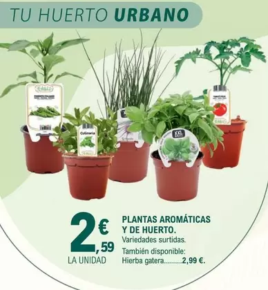 Plantas Aromáticas Y De Huerto