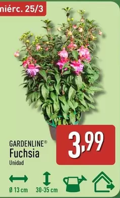 Gardenline - Fuchsia