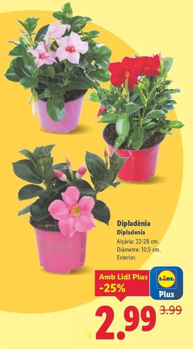 Dipladenia
