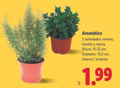 Aromatica